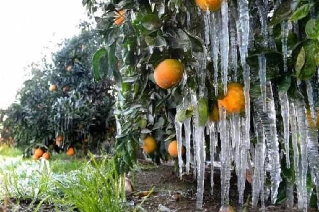 هشدار نارنجی هواشناسی؛ كاهش 10 درجه‌ای دما و سرمازدگی محصولات كشاورزی