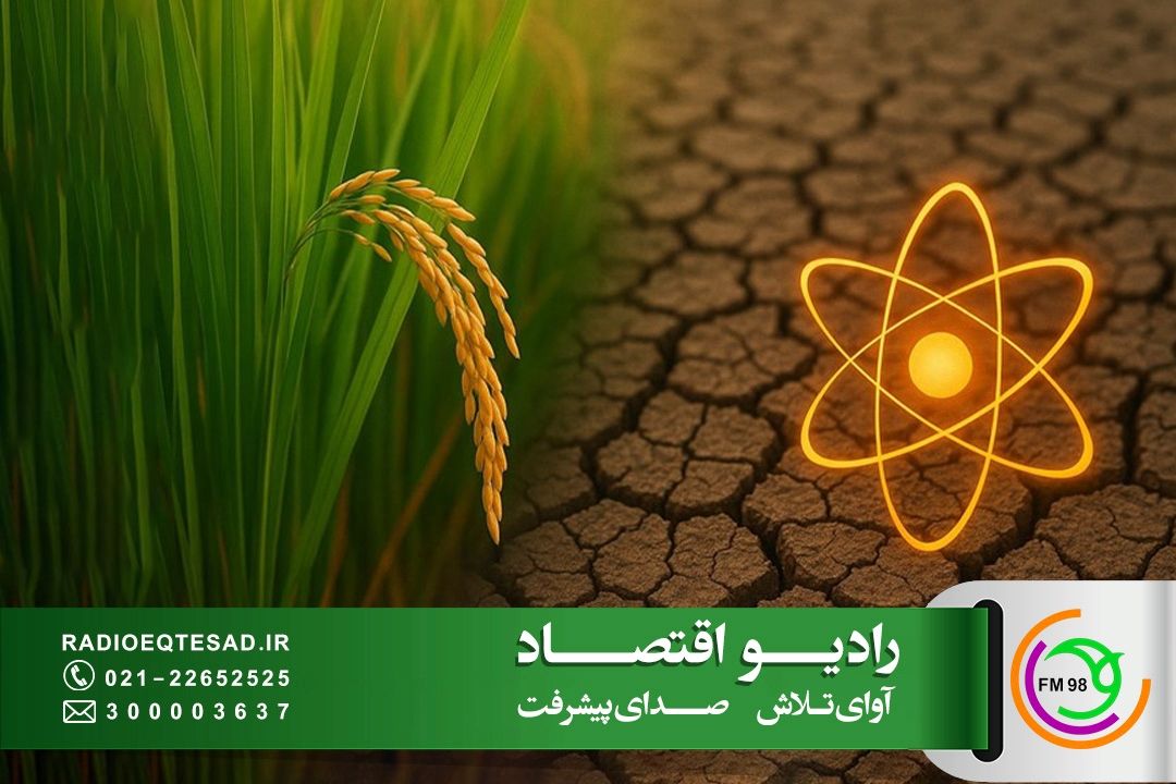 پرتو دهی برنج باعث ماندگاری برنج تا 3 سال می شود