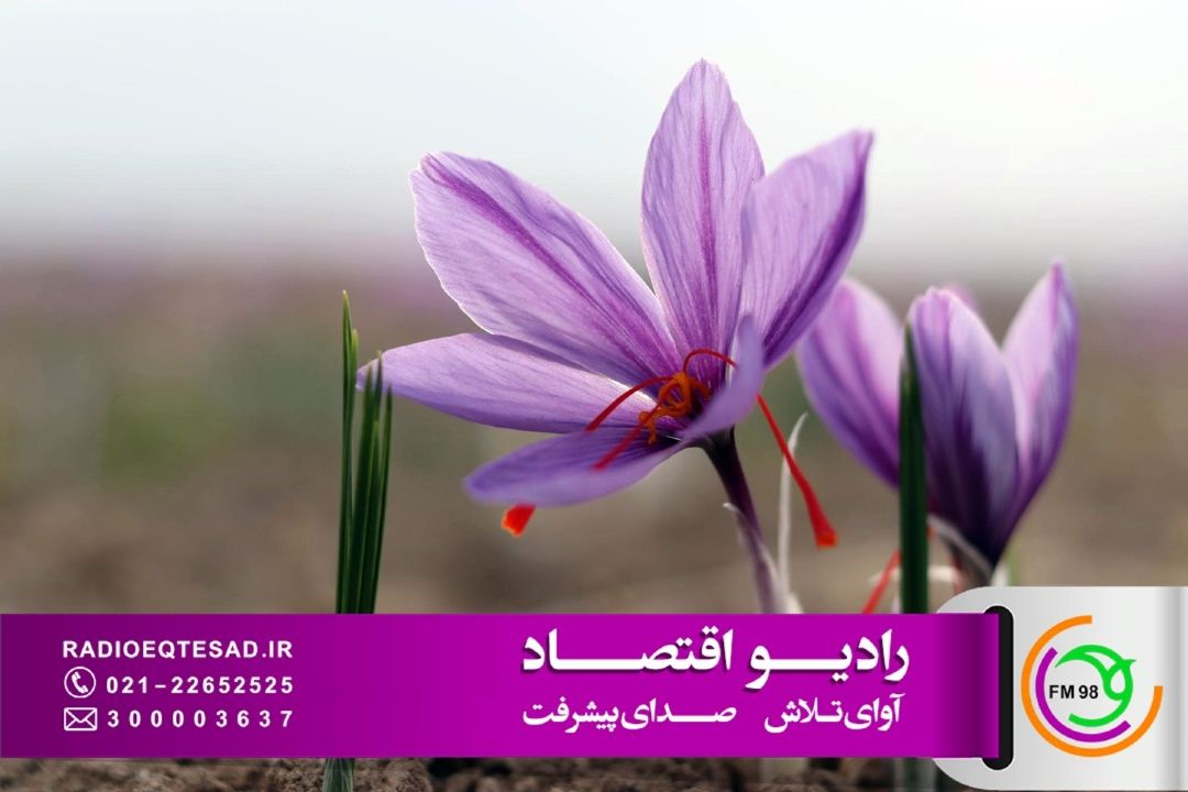 خراسان جنوبی، قلب تپنده زعفران، زرشك و عناب جهان؛ از بورس تا صنایع تبدیلی و فرآوری 