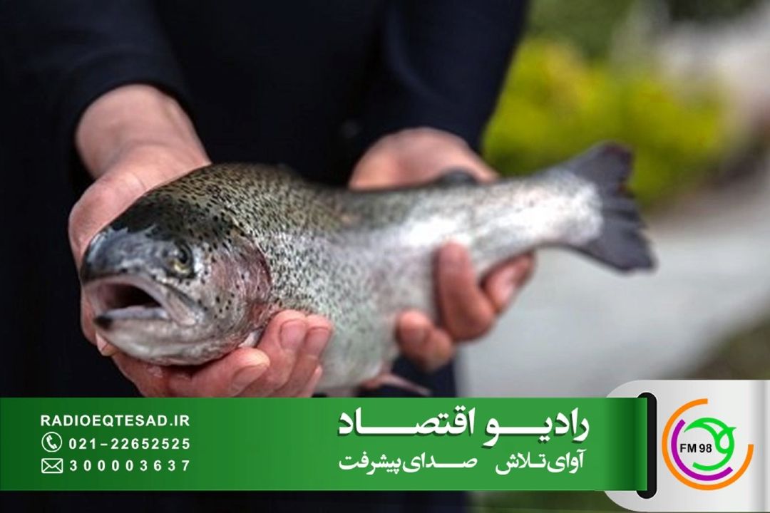 بازار ماهی فاقد حمایت دولتی است