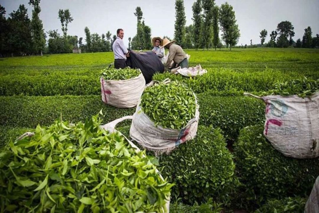 پرداخت تسهیلات كم‌بهره به چای‌كاران و كارخانه‌داران شمال كشور