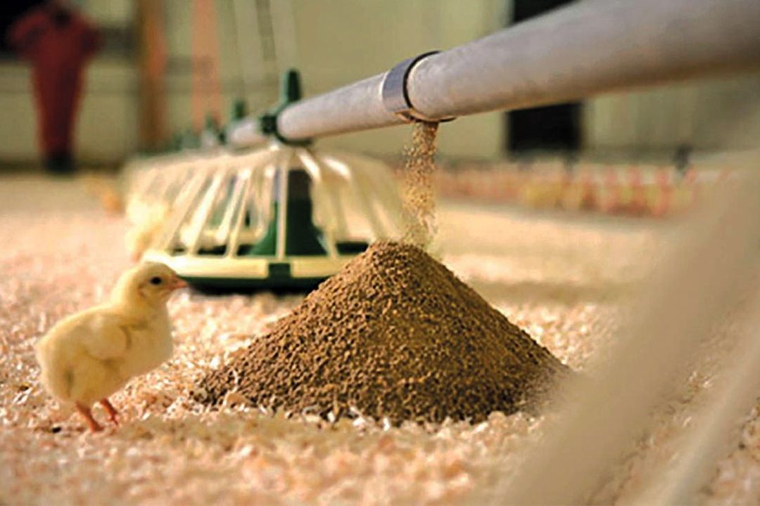 چرخه تأمین نهاده های دامی نیازمند تزریق نقدینگی فوری است