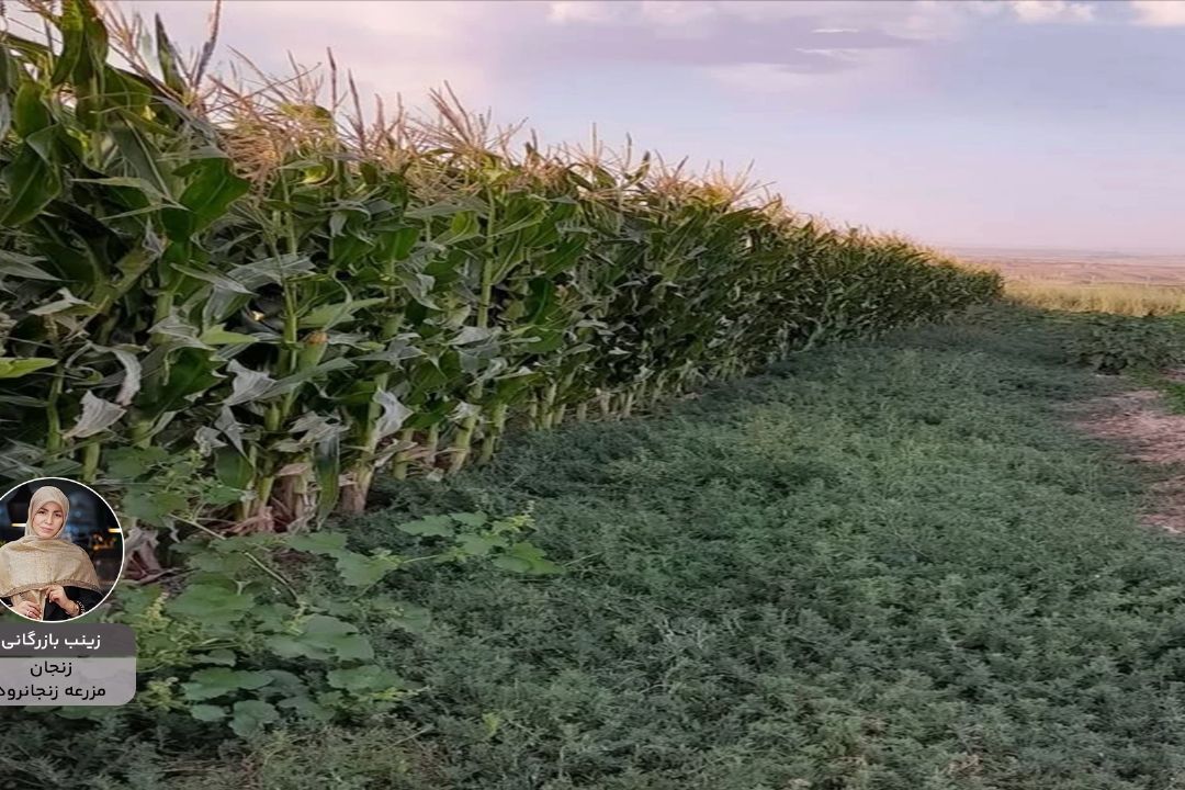 ایران زیبای من "زینب بازرگانی" از زنجان