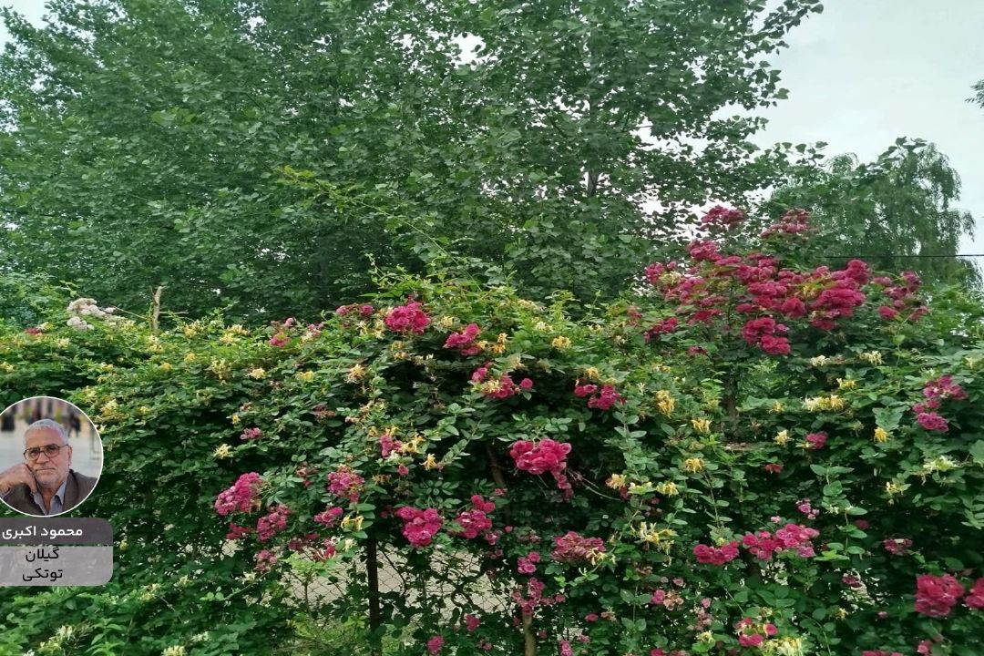 ایران زیبای من "محمود اكبری" از گیلان