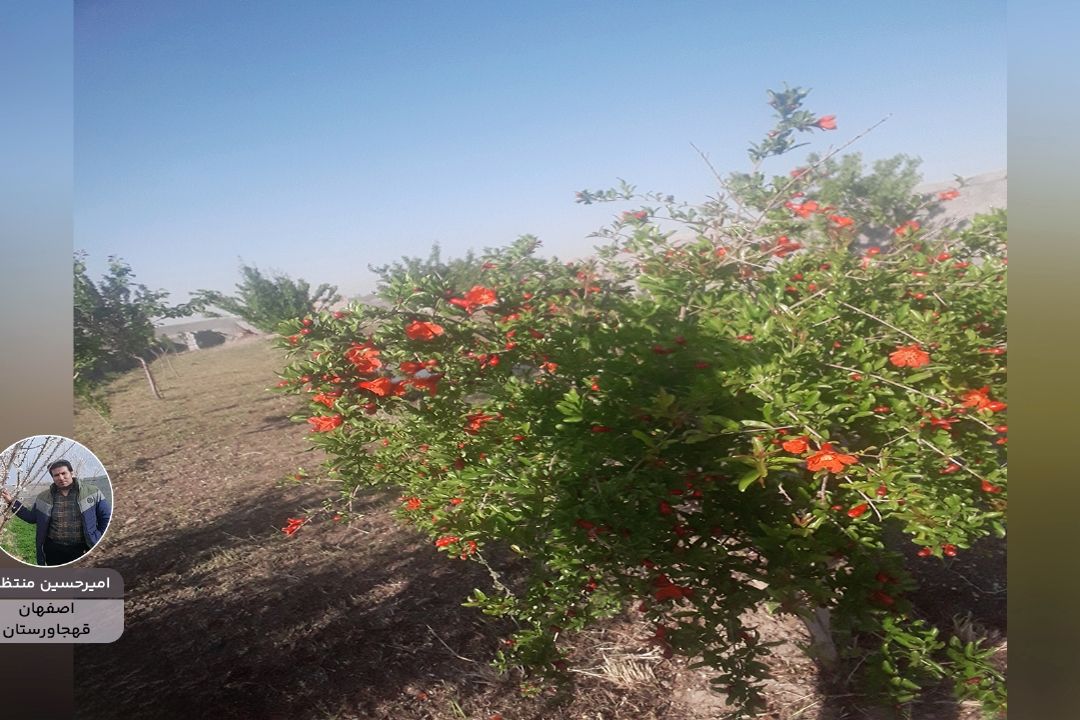 ایران زیبای من "امیرحسین منتظری" از اصفهان