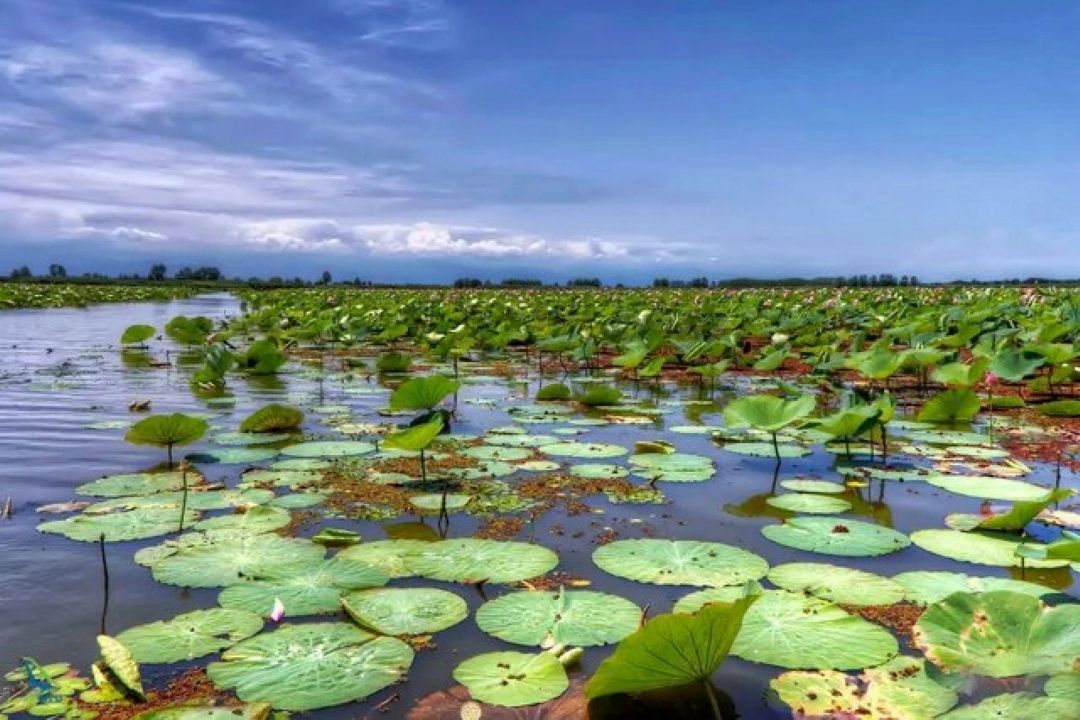  نقش حیاتی تالاب‌ها در حفظ تنوع زیستی و پایداری اكوسیستم‌های كشور