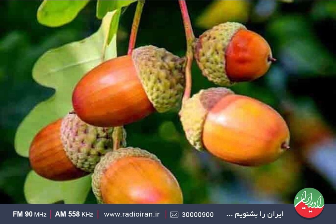 آیین بلوط‌چینی در منطقه زاگرس 