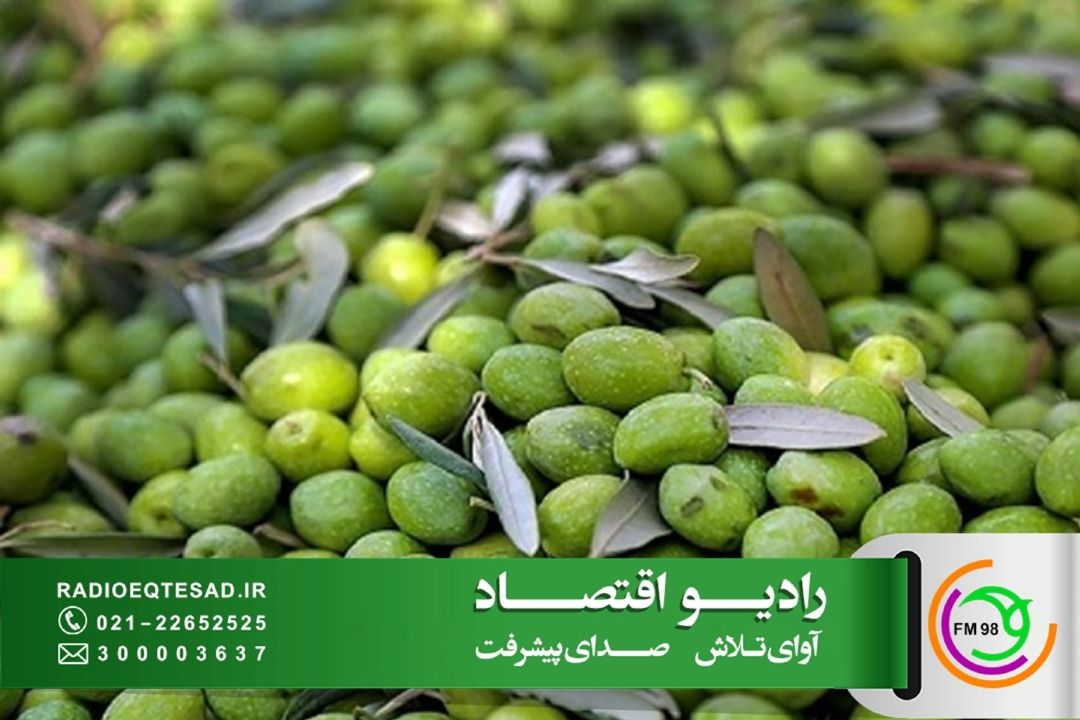  صنعت زیتون در انتظار توجه و برندسازی؛ بازارهای بین‌المللی مشتاق زیتون ایرانی