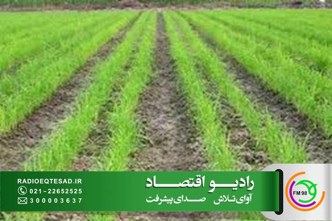 نسل جدید شالیزارها از ارقام مقاوم در برابر خشكی تا هوازی برای مقابله با تنش‌های اقلیمی