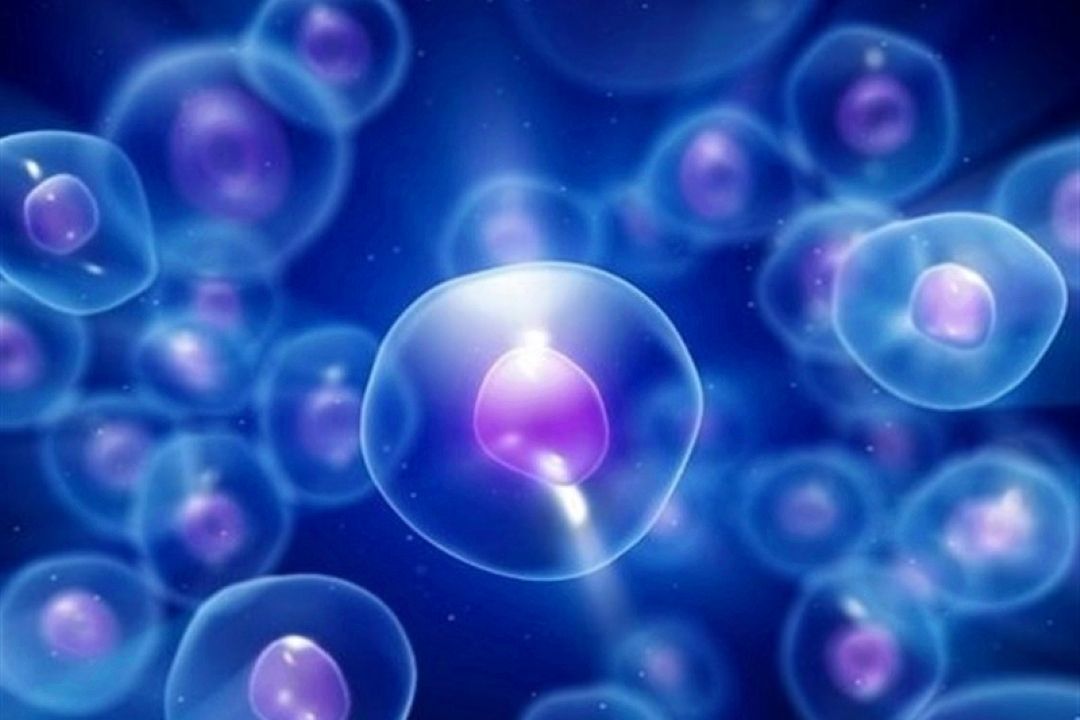 ایران در حوزه سلول‌درمانی و فرآورده‌های سلولی رتبه نخست منطقه را دارد