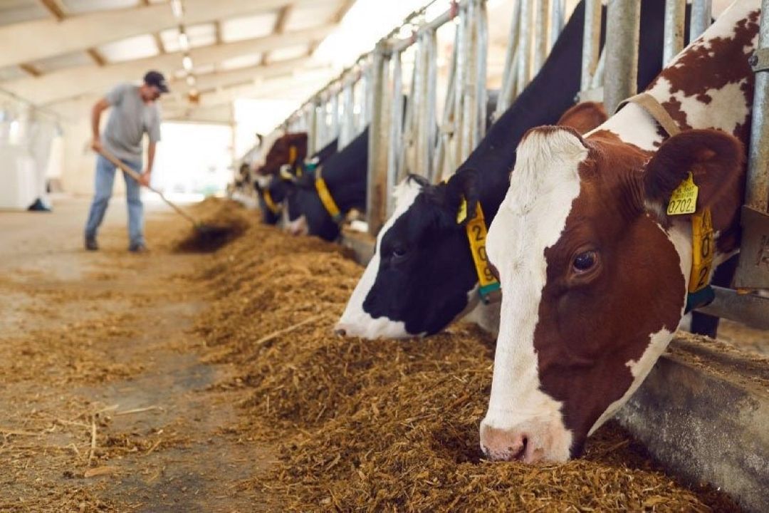 توزیع قطره‌چكانی نهاده‌های دامی، عامل اصلی تلاطم بازار گوشت و لبنیات