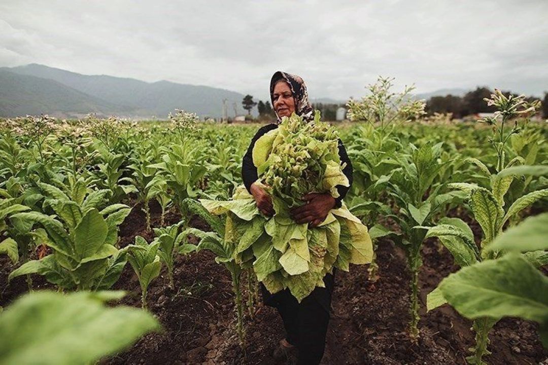 محصولات كشاورزی استان گلستان