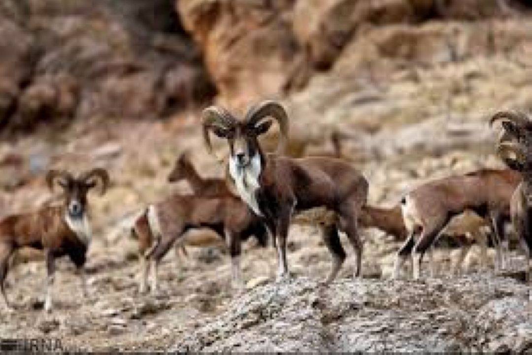 آموزش، كلید نجات حیات‌وحش گلستان