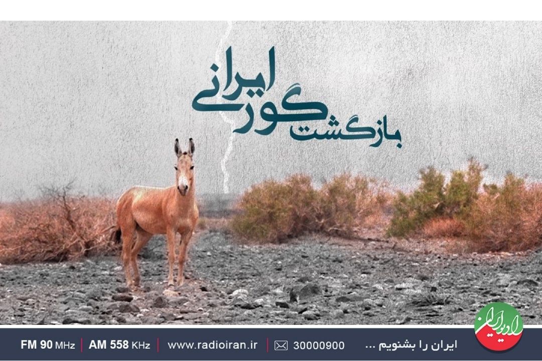 پنجاه گور ایرانی از دل كویر برخاستند: داستان موفقیت 9 ساله محیط‌بانان ناشناخته