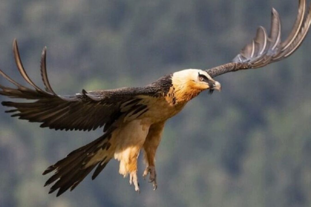  پرواز هما در پارك صیدوا؛ نشانه پویایی اكوسیستم ایران