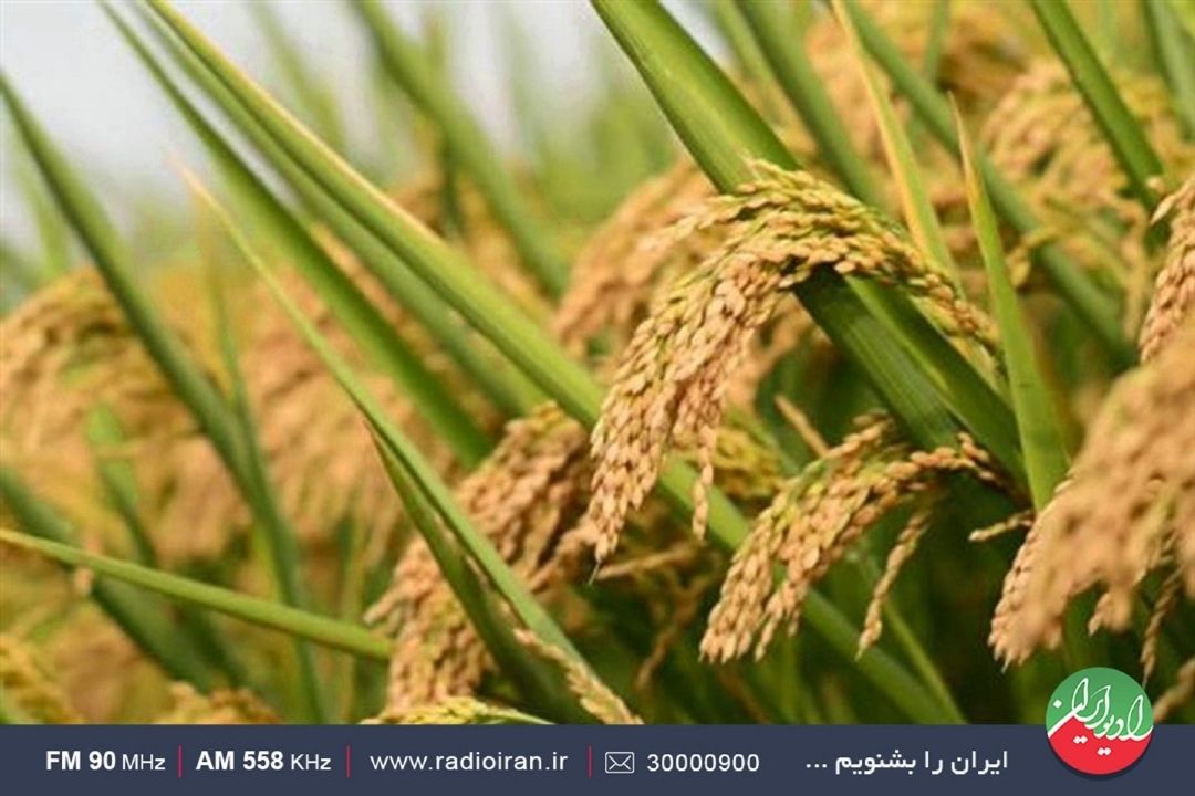 ورود فناوری هسته‌ای به صنعت كشاورزی