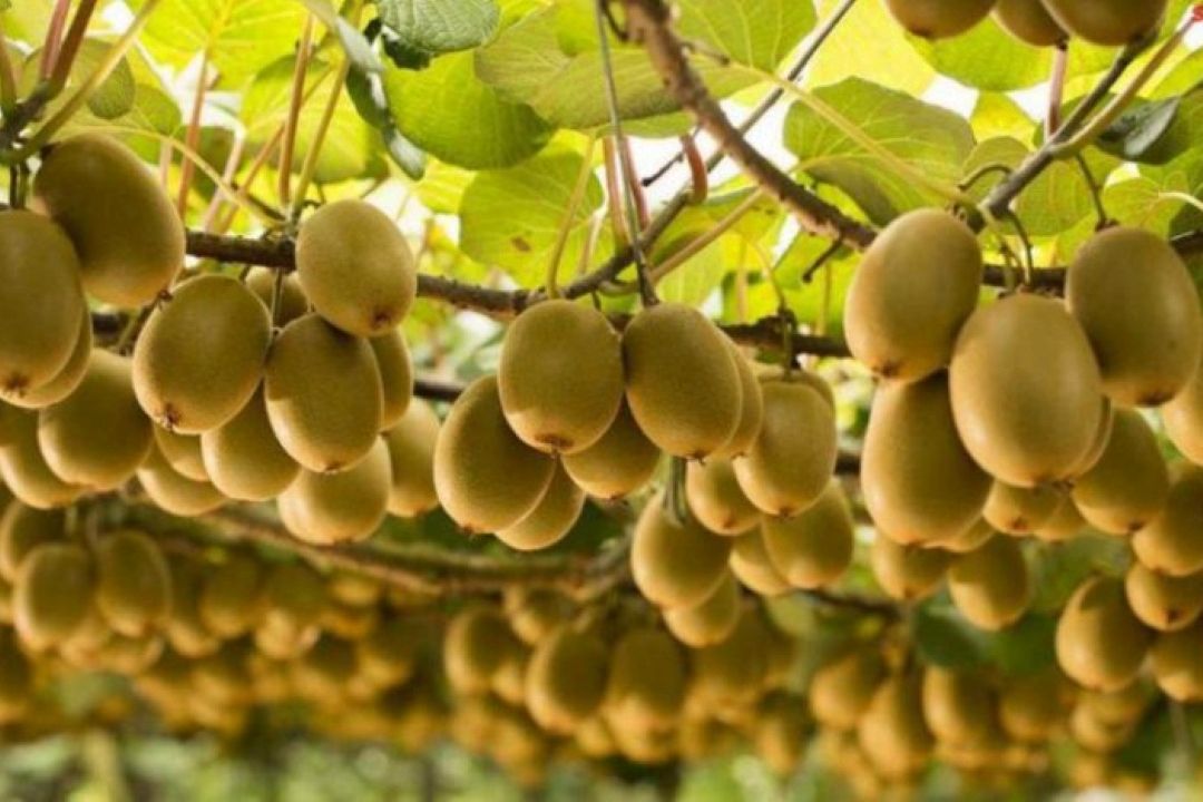 جشنوارۀ شكرانۀ برداشت كیوی در تالش