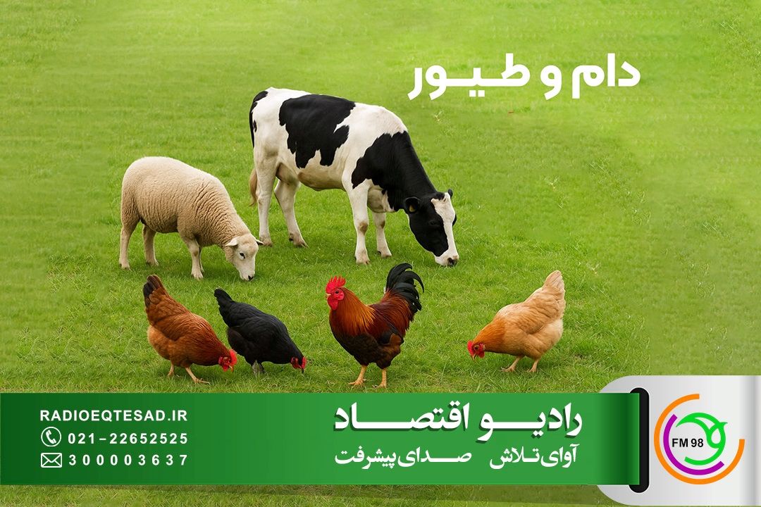 بسته حمایتی دولت برای تولیدكنندگان دام و طیور