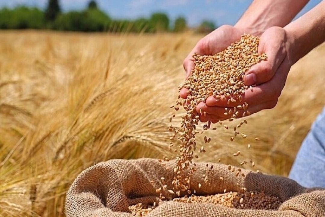اصلاح قیمت گندم باید هم‌زمان منافع مردم، دولت و تولیدكننده را تأمین كند