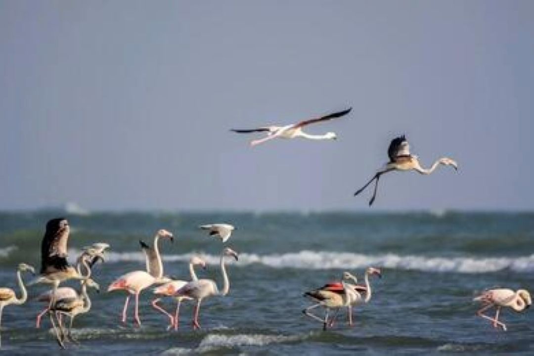 مهاجرت فلامینگوها به سواحل مكران؛ نماد پایداری اكوسیستم و فرصتی برای توسعه گردشگری