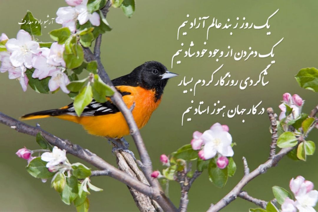 یك روز بند عالم آزاد نیم