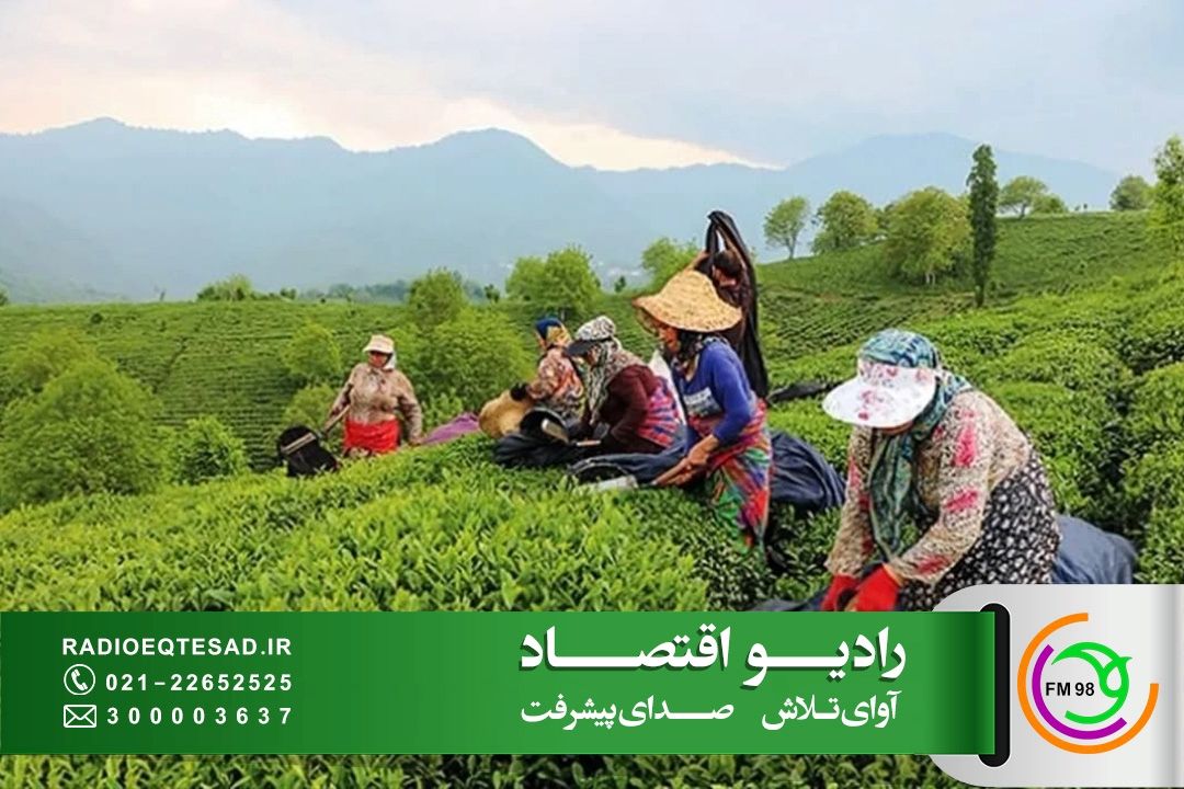 افزایش صادرات چای، تقویت بازار داخلی و استقبال از چای ایرانی 