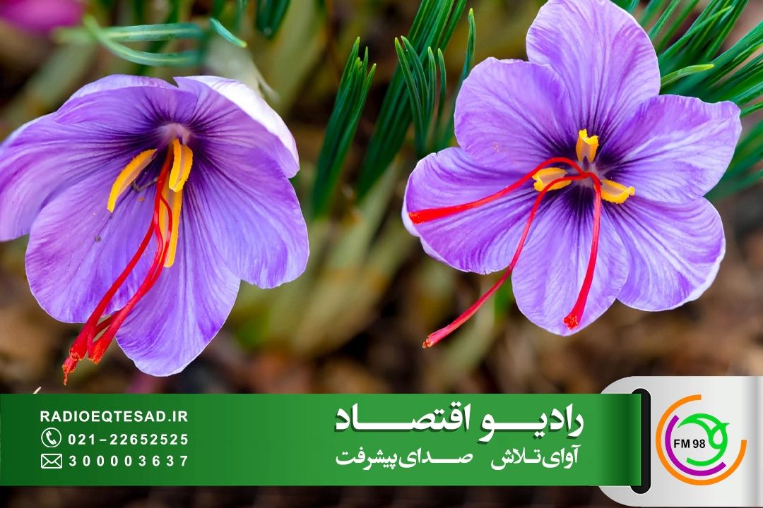 ثبات قیمت زعفران در بازار، فرش قرمز زعفران برای قاچاقچیان همچنان پهن است