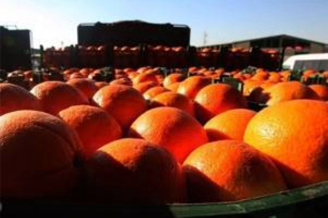 ثبات نسبی بازار میوه شب عید با وجودشرایط جنگی