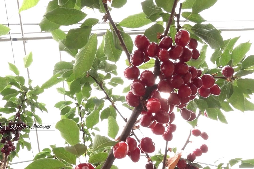 تولید گیلاس گلخانه ای نخستین بار در كشور