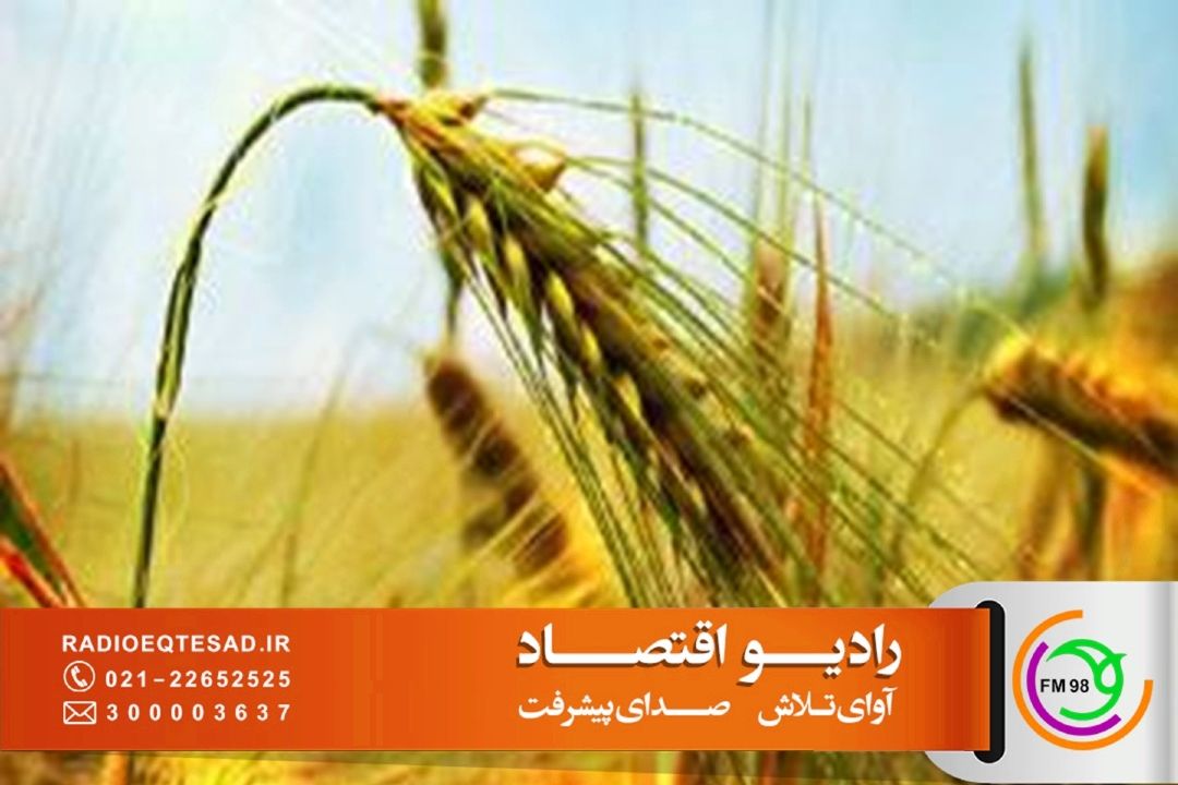  كلید رونق تولید گندم و برنج؛ از «عشق كشاورز» تا «جیب پُر»