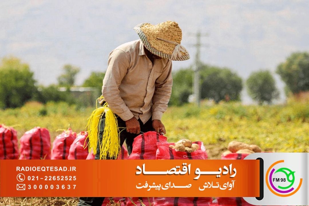 افزایش بهره‌وری و توسعه مزارع الگویی؛ راهبرد وزارت جهاد كشاورزی برای تقویت تولید و صادرات محصولات ارزشمند
