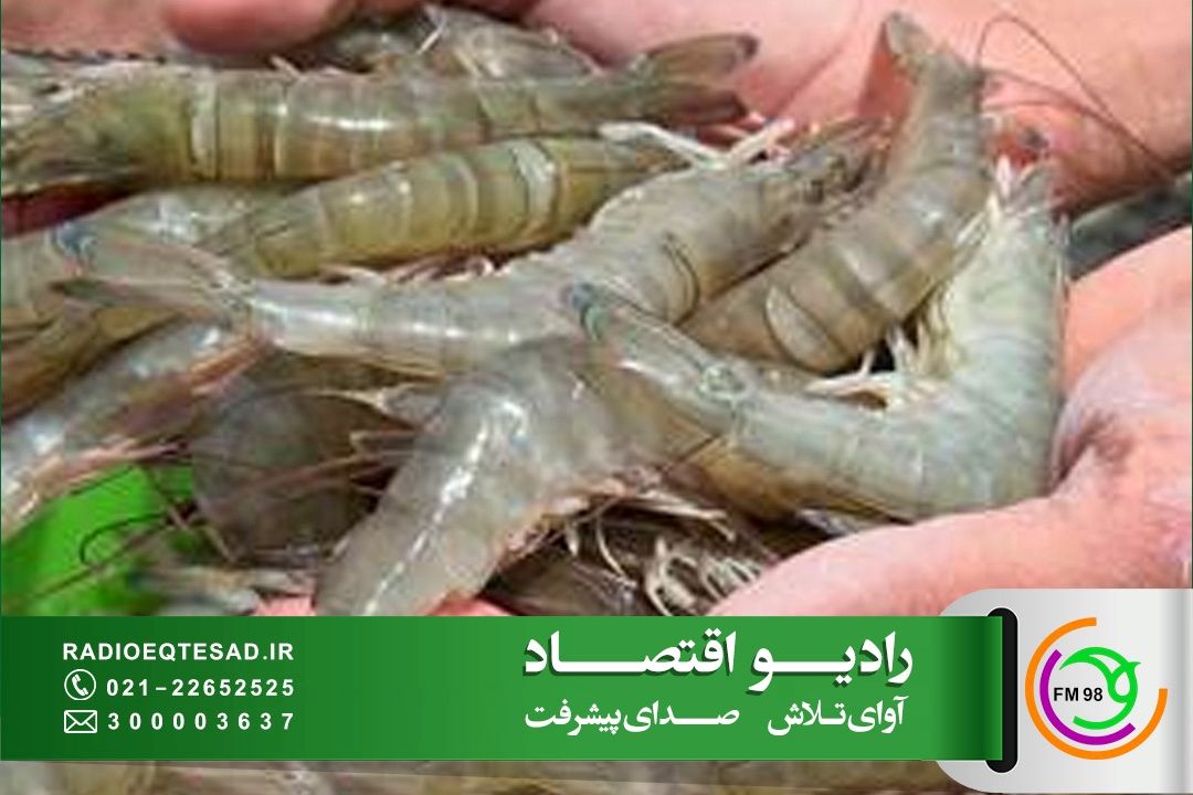 تولید میگو در كشور با رشد 37 درصدی؛ لزوم فرهنگسازی برای مصرف آبزیان