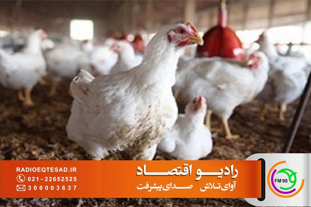 پرداخت 3300 میلیارد ریال خسارت صنعت طیور؛ چتر حمایتی صندوق بیمه بر سر تولیدكنندگان