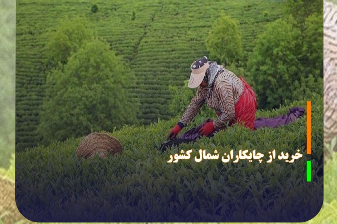 خرید 635 میلیارد تومان برگ سبز از چایكاران شمال كشور