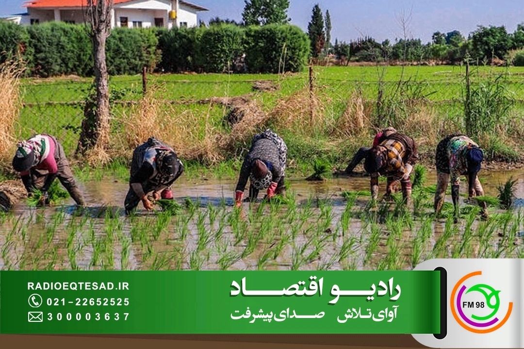 از تأخیر در پرداخت خسارت تا چالش افزایش حق بیمه برنج‌كاران