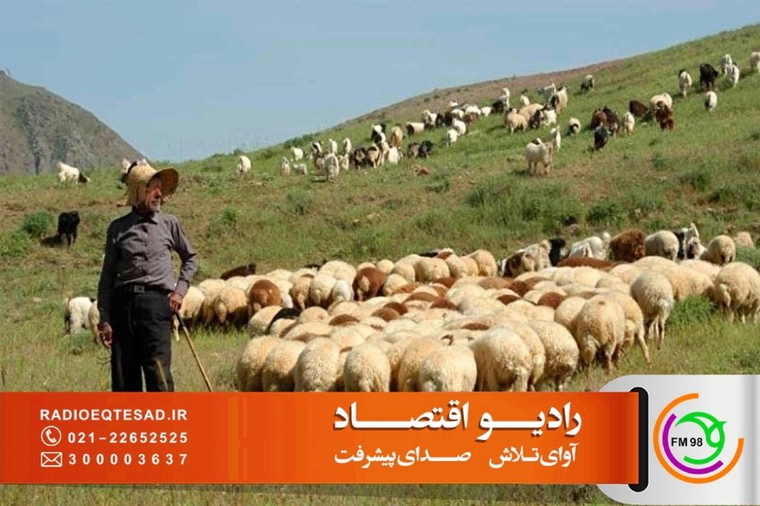 دامداران با وجود فشارهای اقتصادی و جنگی، تولید را متوقف نكردند