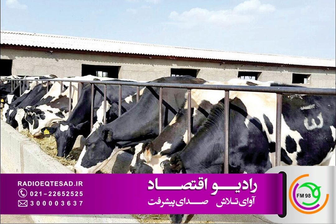 افزایش عرضه دام زنده؛ انتقاد از فاصله قیمت دام تا بازار گوشت