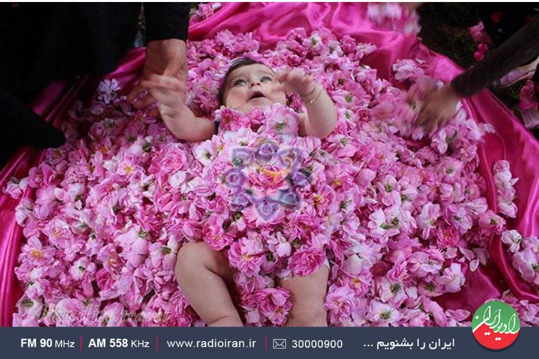 خاستگاه گل‌محمدی در قمصر است