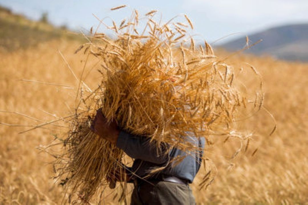 تأخیر در پرداخت مطالبات، گندم را به سمت احتكار و خوراك دام می‌برد