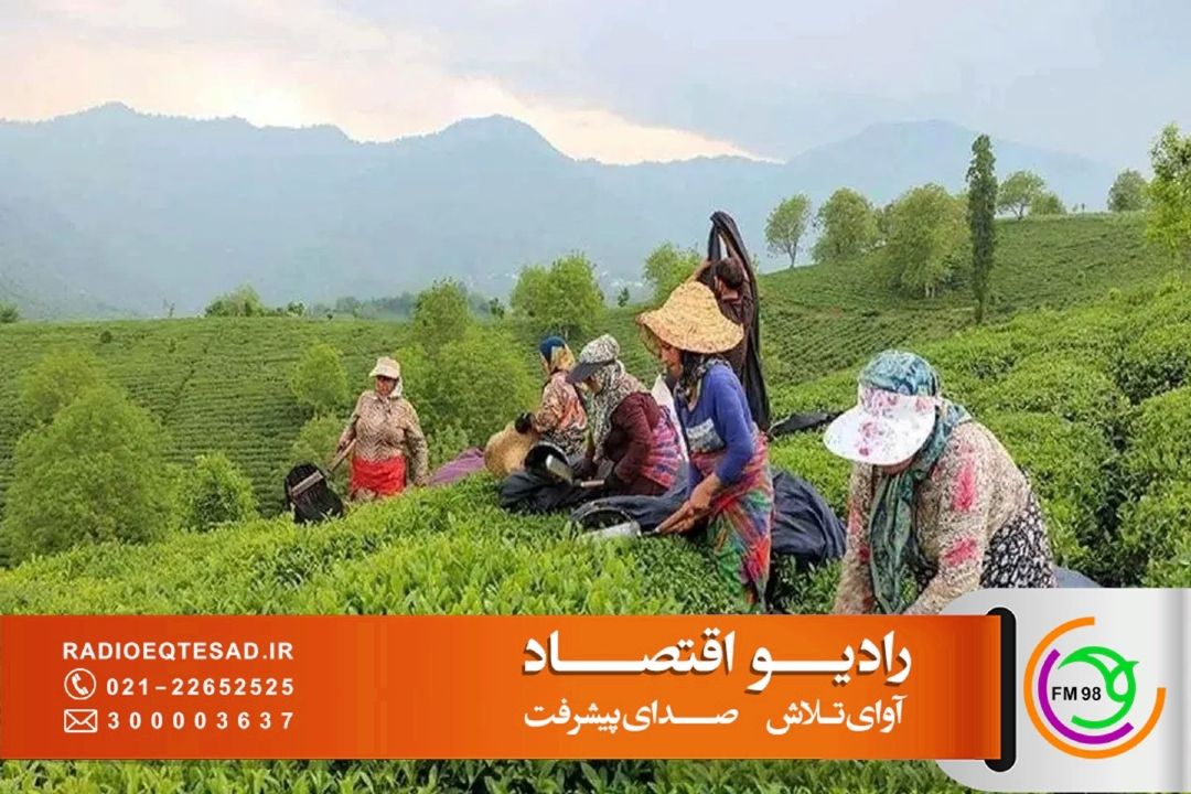  پشت پرده گرانی چای ایرانی؛ چرا با وجود افزایش تولید، قیمت‌ها همچنان بالاست؟