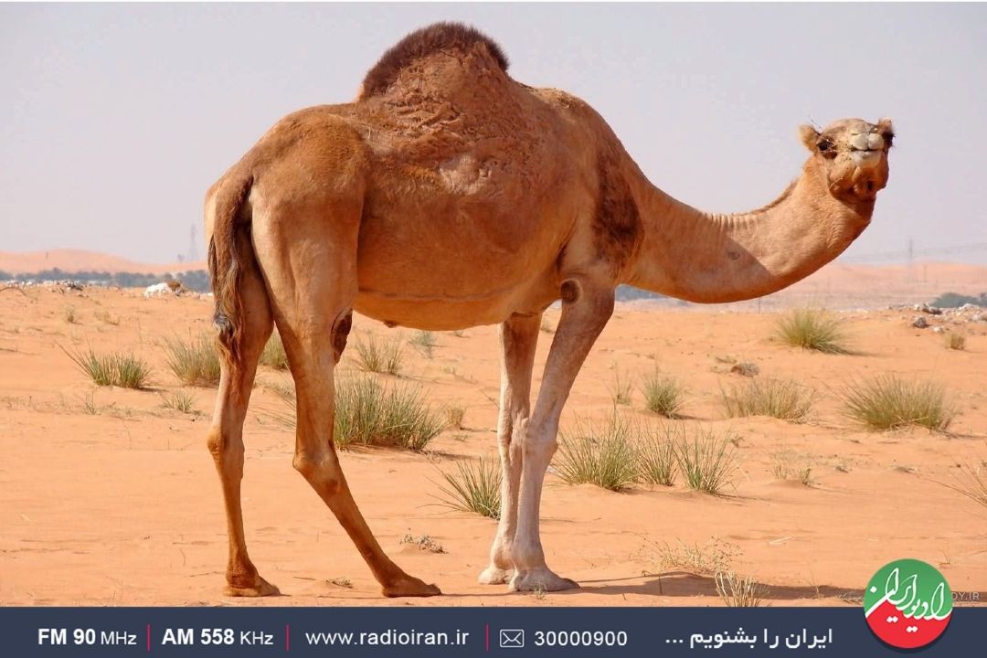 جایگاه شتر در عشایر جنوب ایران 