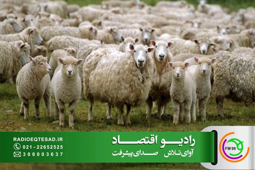 تاكید بر خرید تضمینی دام از سوی دولت