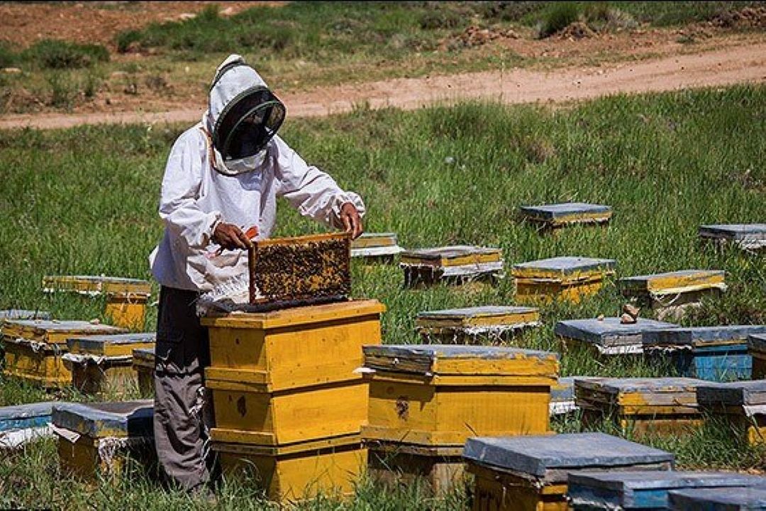  یك‌سوم غذای بشر در گروی سلامت زنبورعسل/ تهدید امنیت غذایی با تلفات زنبورستان‌ها