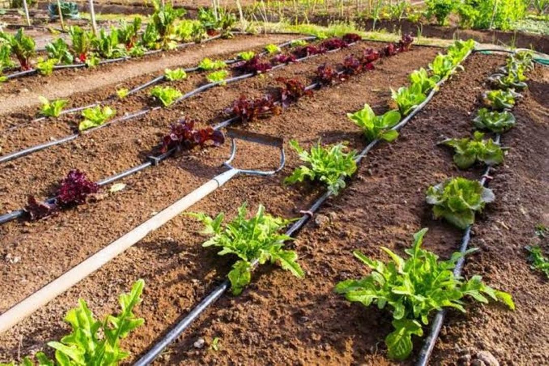افزایش سرمایه بانك كشاورزی مستقیماً به رشد تولید و امنیت غذایی كمك می‌كند