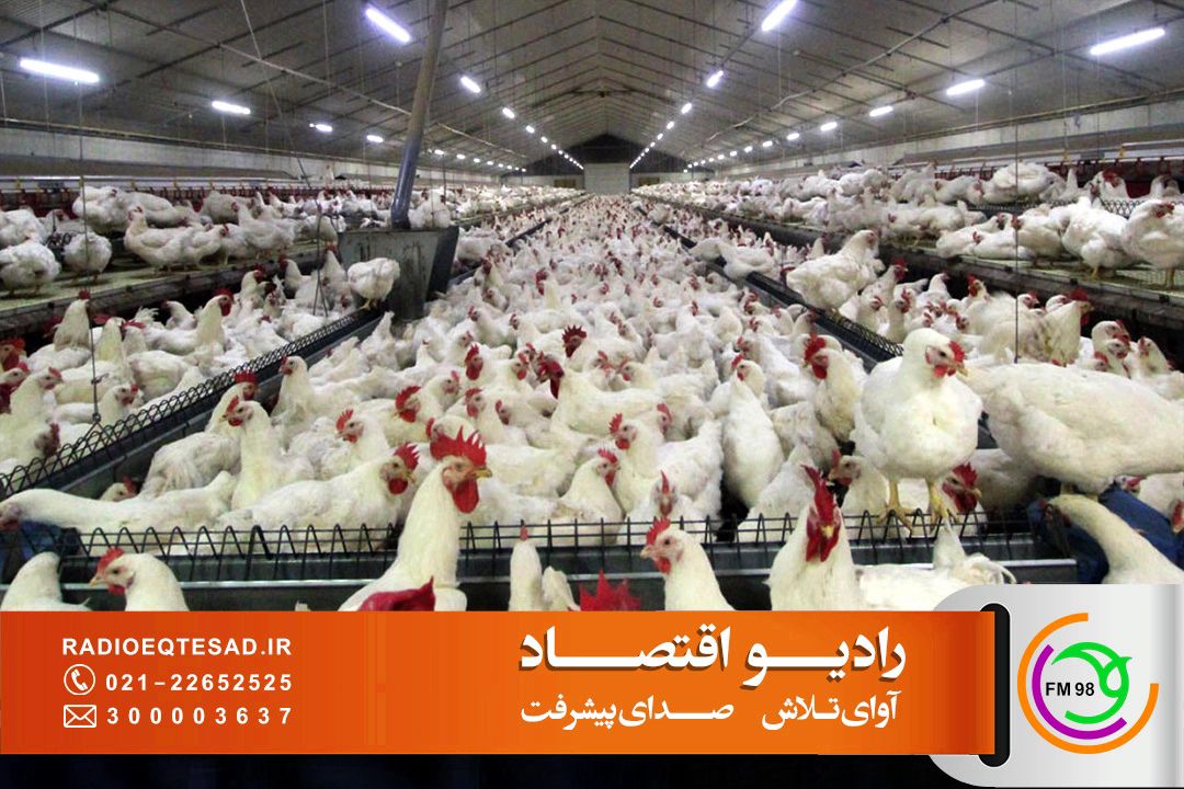  لزوم مدیریت حاشیه سود و بقای تولیدكننده در بازار كم تقاضای مرغ 