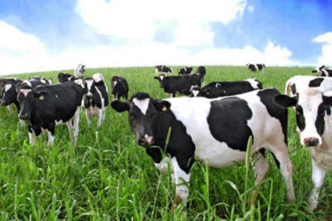 مجله دامپزشكی