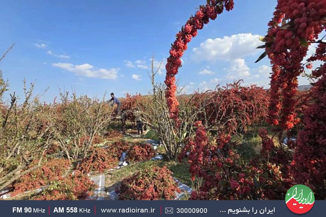 زرشك زیركوه در فرهنگ مردم