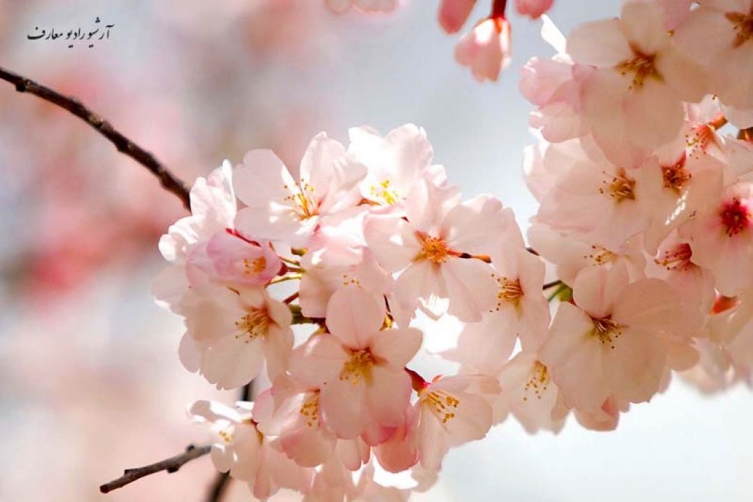 بازشكفته گل زیبای مناجات دل