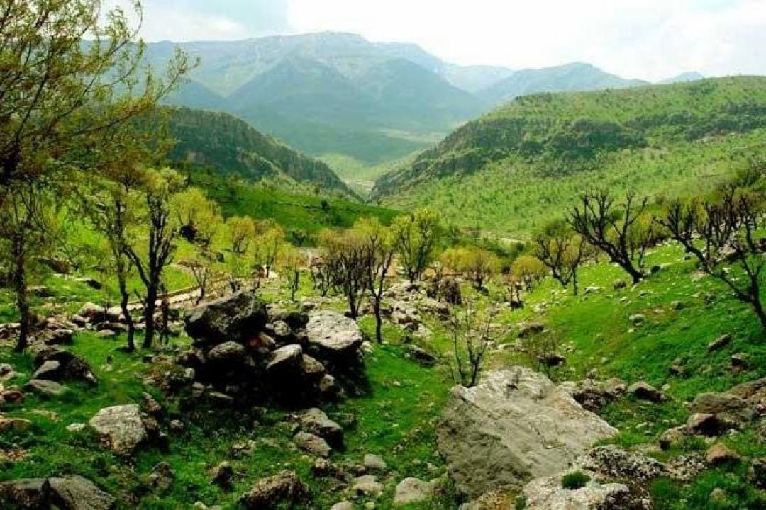 40 درصد آب كشور را جنگل های زاگرس تامین می كنند 
