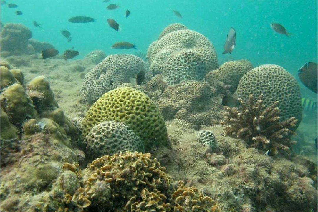 اكوسیستم های دریایی ایران حال خوبی ندارد